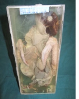 鴿解剖浸制標(biāo)本